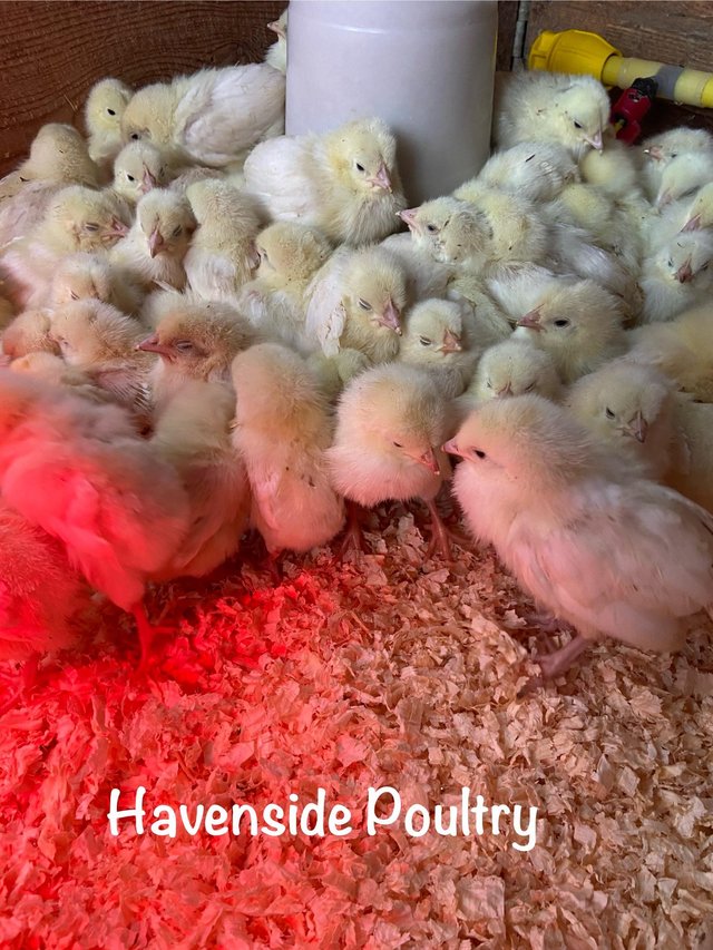 Preview of the first image of Day old White Leghorn chicks.