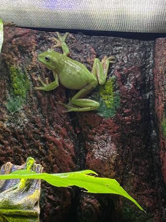 Image 2 of Whites Tree Frog - with full bio set up and heatpad