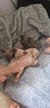 Image 3 of 3 sphynx kittens left. READY 11TH JULY