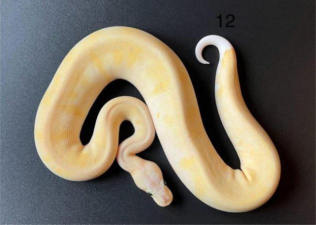 Image 9 of Ball/ Royal  python hatchlings