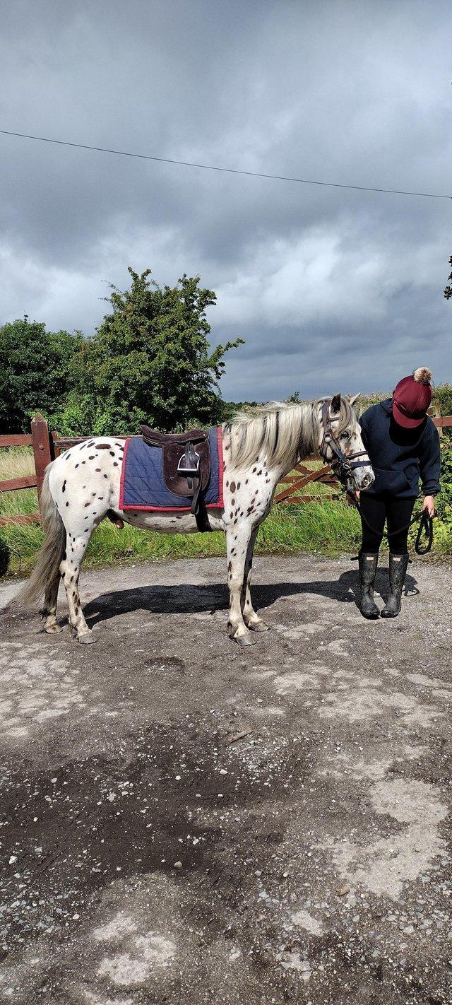 Preview of the first image of 13 hh pretty spotted gelding for sale.