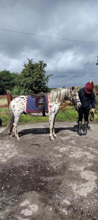 Image 1 of 13 hh pretty spotted gelding for sale