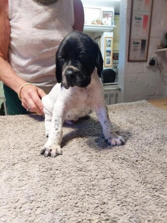 Image 5 of Superb Litter of Pointer puppies