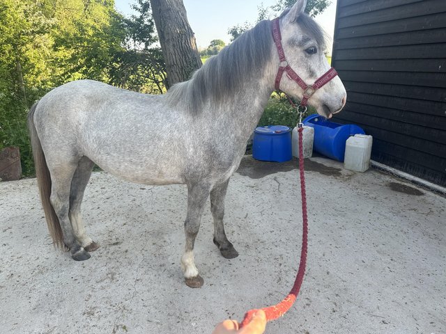 Rising 3 super grey gelding