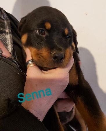 Image 11 of Rottweilerpuppies for sale mixed litter.