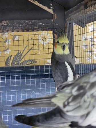 Image 4 of Budgies and cockatiels for sale