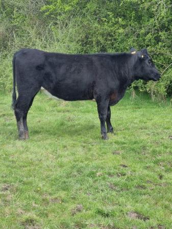 Image 2 of 3 x Aberdeen Angus Store steer and heifers, 22 months old