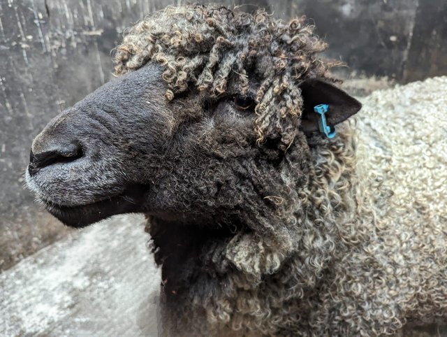 Preview of the first image of Rare breed Black Leicester Longwool Ram pedigree registered.