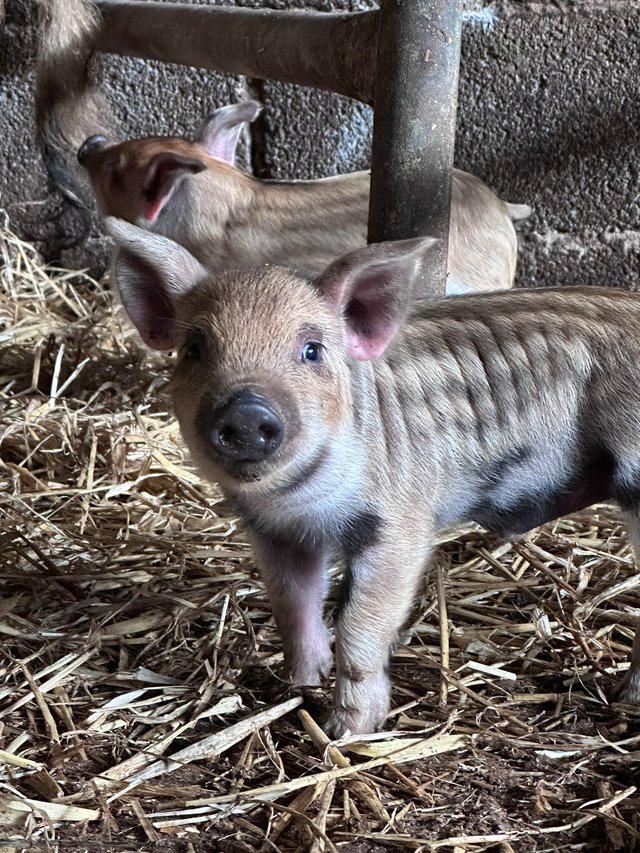 Preview of the first image of Mangalitza x Berkshire piglets.