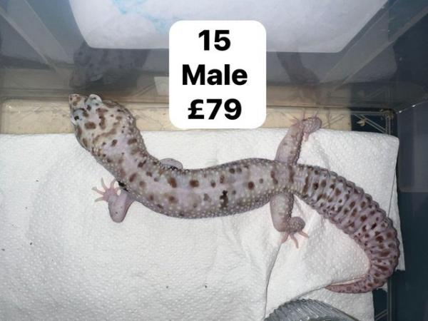 Image 3 of Reduced - leopard geckos for sale