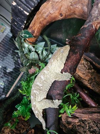 Image 13 of Leachianus gecko female proven isle E morro