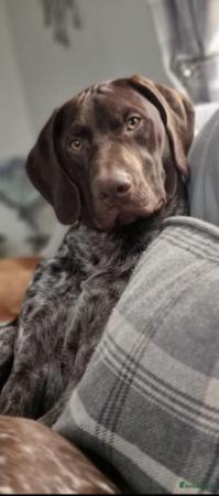 Image 6 of KC Reg German Shorthaired Pointer Puppies