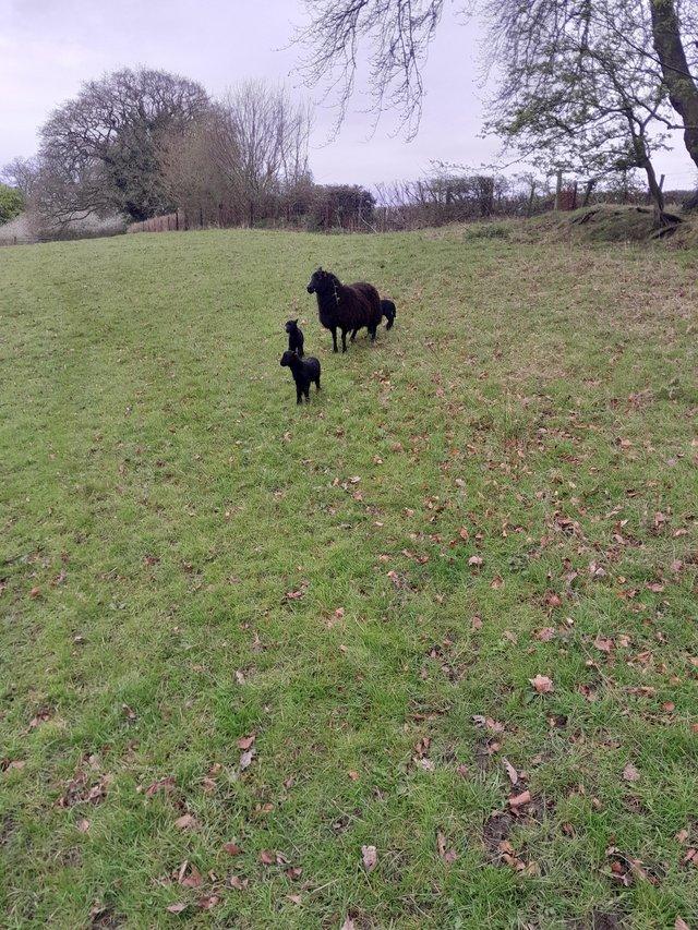 Preview of the first image of Nice tame balck welsh mountain ewe with lamb at foot..
