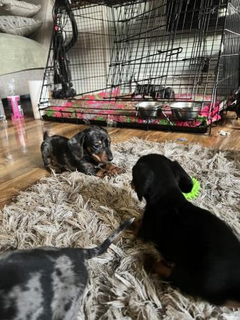 Image 10 of READY NOWMidi dachshund puppies