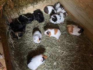 Image 2 of £15 EACH TWO £20 MALE GUINEA PIGS FOR SALE