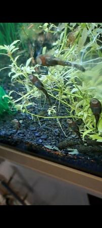 Image 5 of Loads of bristlenose plecs looking for a new home £2 each