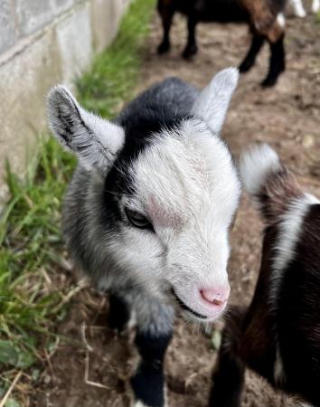 Image 4 of Registered Male Dwarf Dairy Goat Kids like Nigerian Dwarf