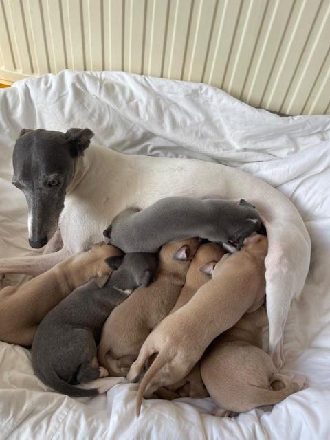 Preview of the first image of Beautiful whippet puppies.