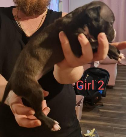 English Bulldog puppies for sale in Wellingborough, Northamptonshire – 1 year old - Image 8 of 15