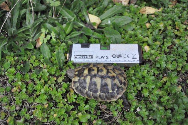 Image 6 of Speedy, the three year old Hermann's tortoise is for sale