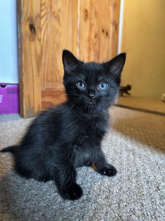 Image 5 of 9 week old black kittens