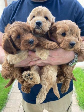 Image 5 of (1 apricot girl now available) Beautiful cockapoo puppy’s