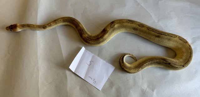 Image 26 of Ball pythons, selling whole collection plus vivs