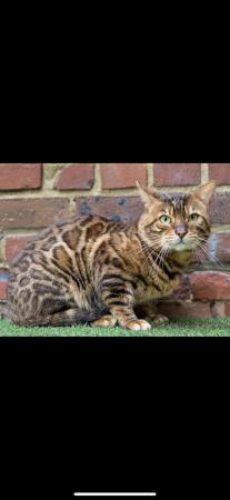 Image 3 of Pure Bengal stud for stud duties