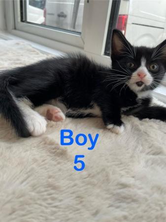 Image 2 of Kittens 2 boy Looking new home ONO