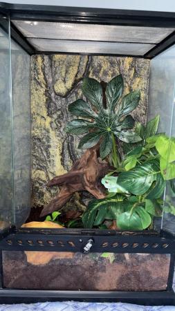 Image 3 of Whites tree frog and exo terra for sale