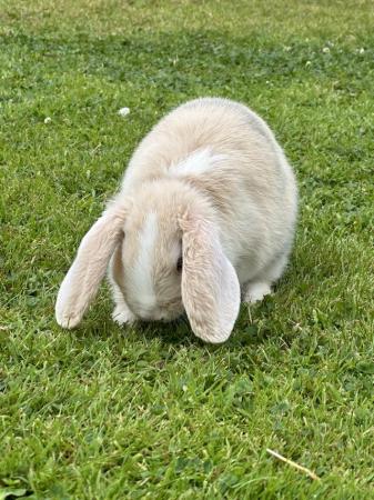 Image 5 of Mini lop bunny female, ready to go