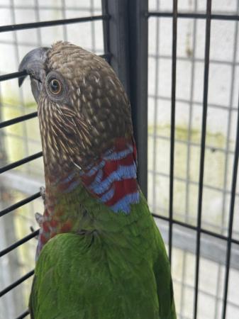 Image 4 of 10 year old Hawkhead parrot