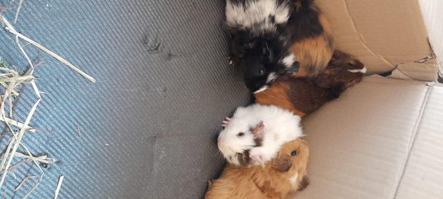 Image 2 of Baby Guinea pigs for sale