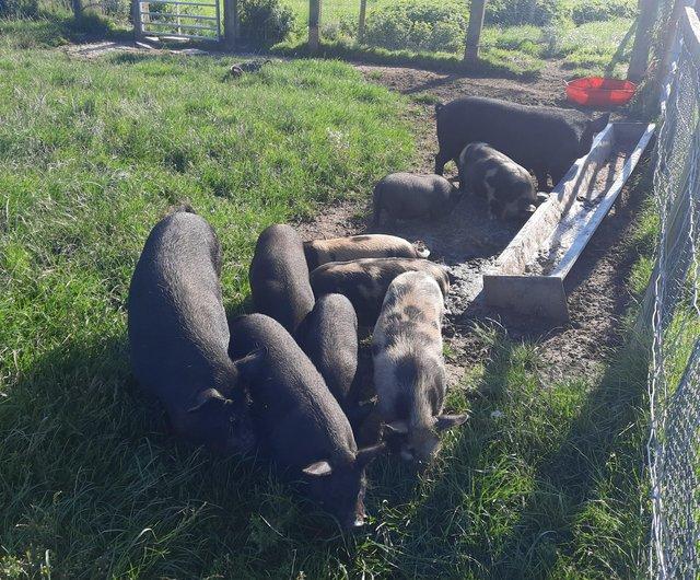 Preview of the first image of Pure bred Kunkune pigs for sale 8 months old.