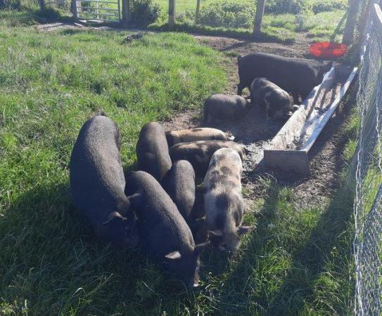 Image 1 of Pure bred Kunkune pigs for sale 8 months old
