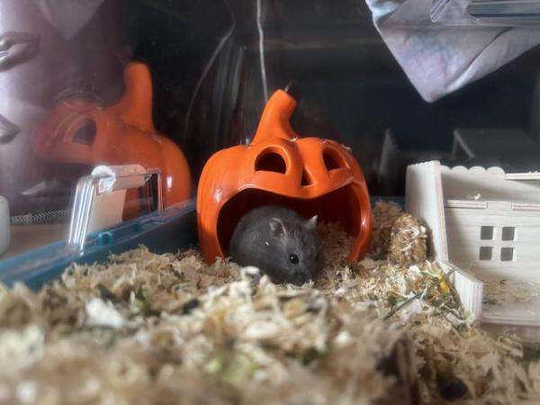 Image 2 of Dwarf Hamster in need of forever home