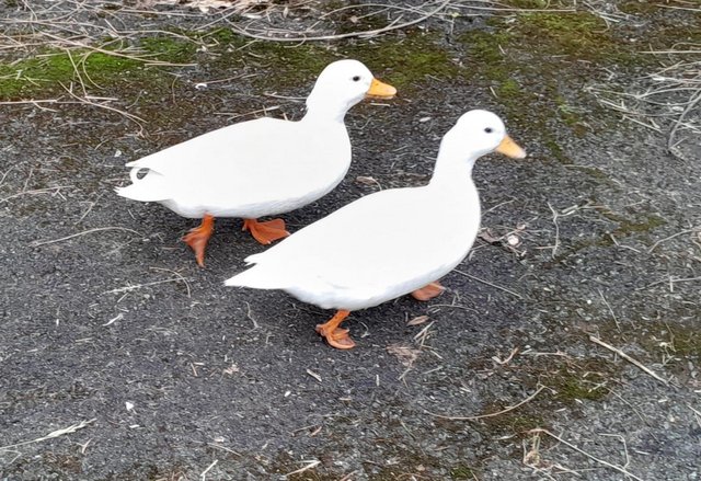 Image 2 of Family of 8 white Call Ducks for sale
