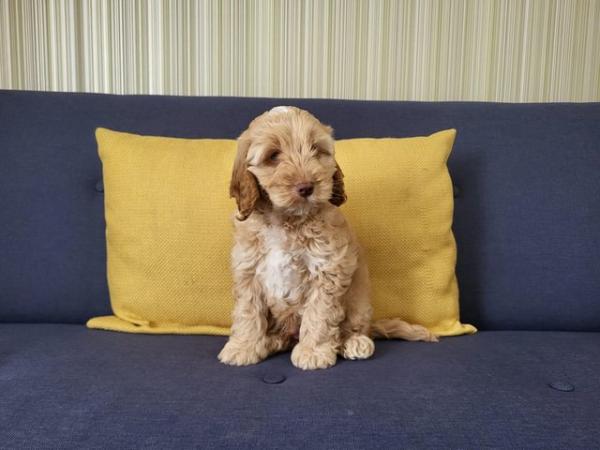 Image 8 of F1 Cockapoo Puppies for sale