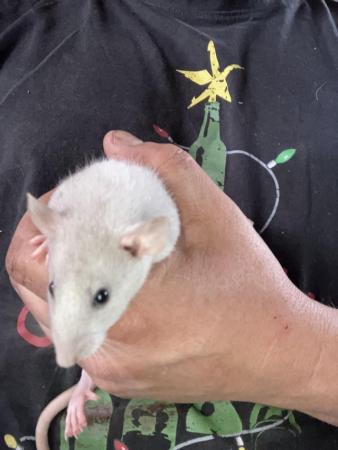 Image 1 of 8 week old well handled fancy rats,
