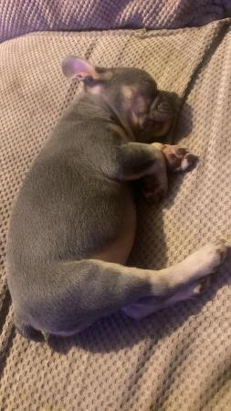 Image 6 of French bulldog puppies boy and girl