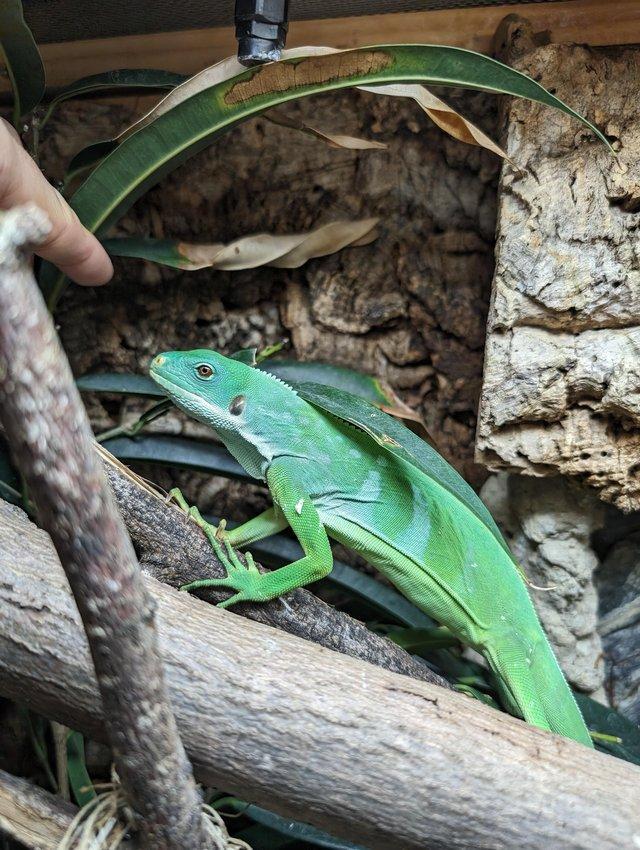 Preview of the first image of CB21 Female Fiji Banded Iguana (Brachylophus fasciatus).