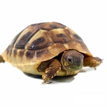Image 1 of Captive Bred Baby Herman’s tortoises (Testudo hermanni)