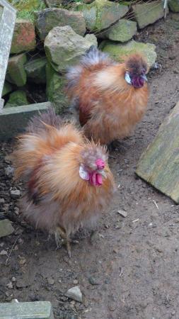 Image 4 of Silkie Mini Cockerel Growers forsale