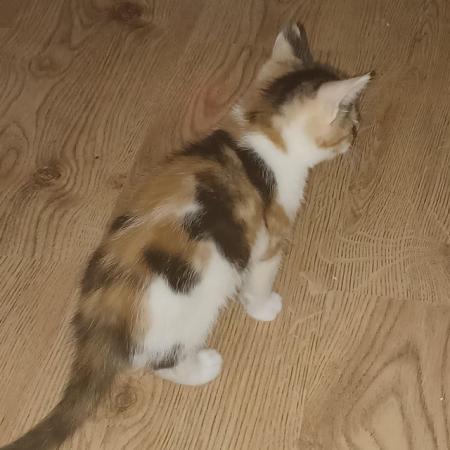 Image 2 of 8 week old female kitten for sale