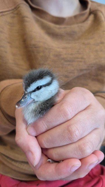 Friendly Ringed Teal Ducklings available