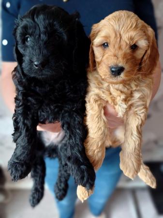 Image 6 of For Sale Labradoodle puppies