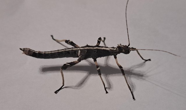 Image 5 of Sunny Stick Insect Nymphs and Subadults