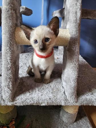Image 6 of Exceptionally beautiful and silky soft GCCF siamese kittens