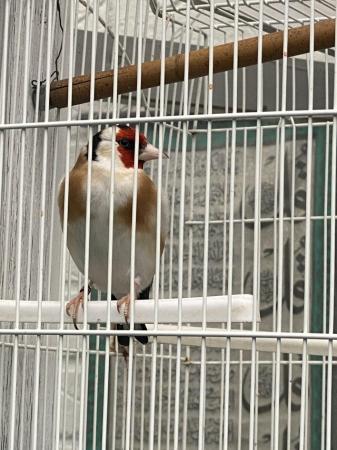 Image 4 of Siberian Goldfinch Male for sale