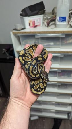 Image 23 of Reduced royal python morphs hatchlings and adults